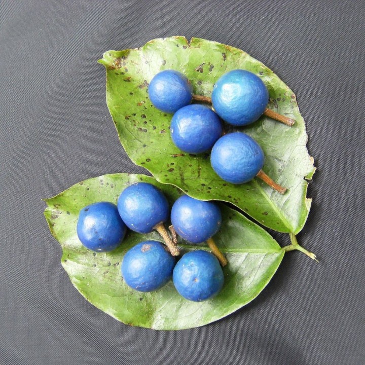 Elaeocarpus de hoja estrecha - Semillas