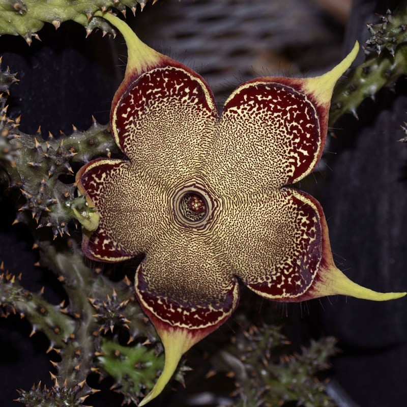 Edithcolea grandis - Semillas