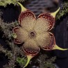 Edithcolea grandis - Semillas