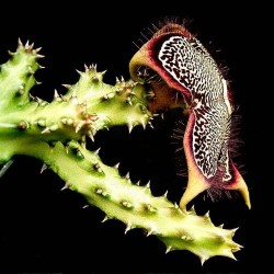 Edithcolea grandis - Semillas