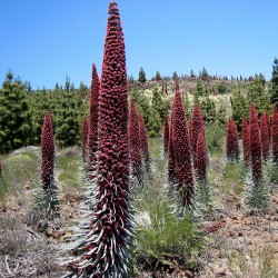 Tajinaste rojo - Semillas
