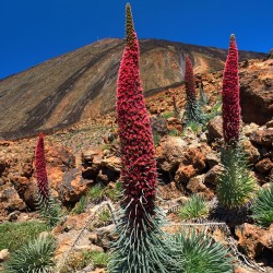 Tajinaste rojo - Semillas