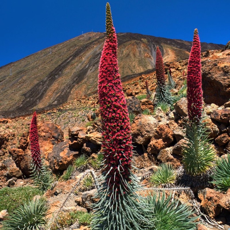 Tajinaste rojo - Semillas