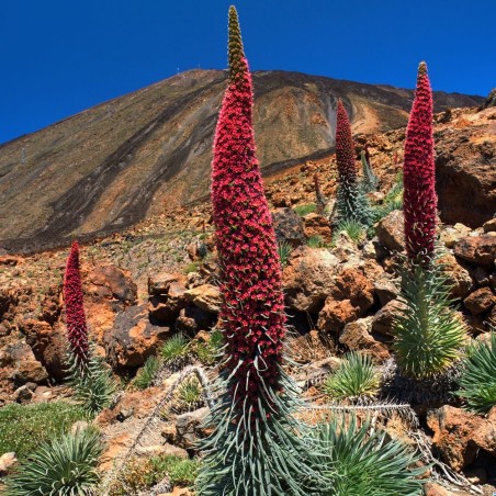 Tajinaste rojo - Semillas