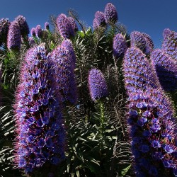 Orgullo de Madeira - Semillas