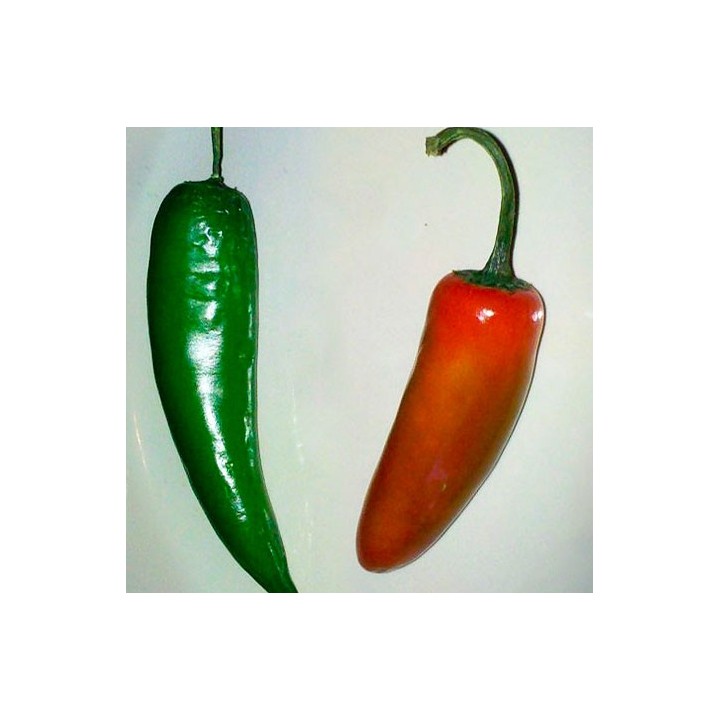 Pimiento Serrano - Sobre 35 semillas