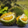 Durio - Semillas