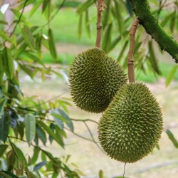 Durio - Semillas