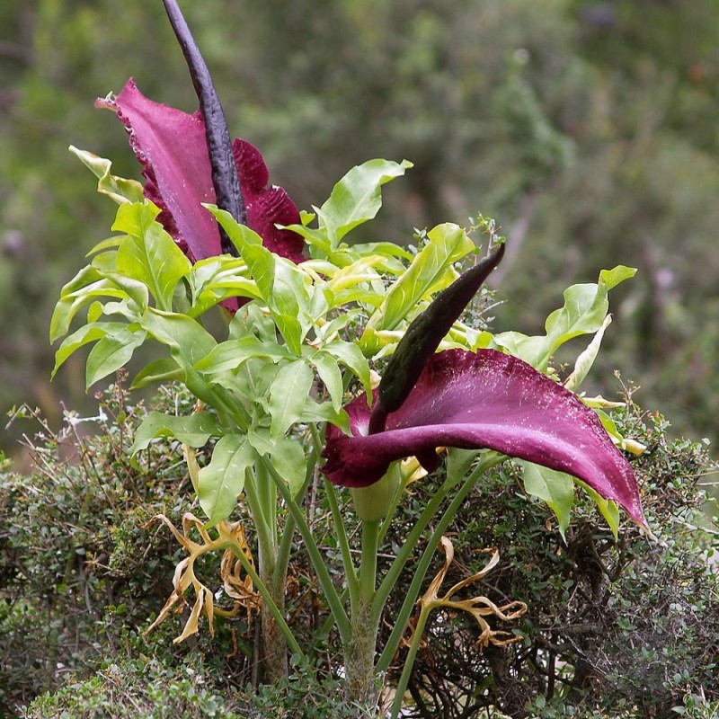 Dracunculus vulgaris - Semillas