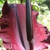 Dracunculus vulgaris - Semillas