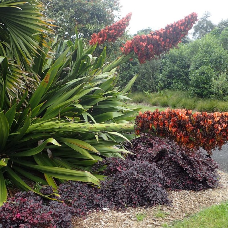 Doryanthes palmeri - Semillas