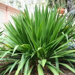 Doryanthes palmeri - Semillas