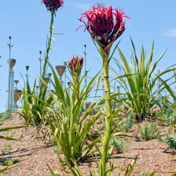 Doryanthes excelsa - Semillas