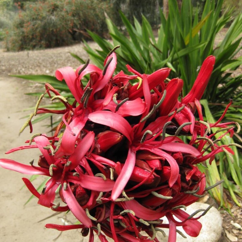 Doryanthes excelsa - Semillas