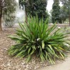 Doryanthes excelsa - Semillas