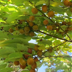 Caqui americano - Semillas