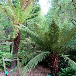 Helecho arborescente fibroso - Semillas