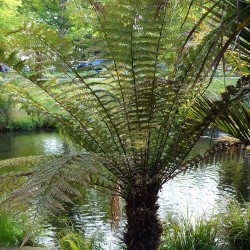 Helecho arborescente fibroso - Semillas