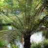 Helecho arborescente fibroso - Semillas