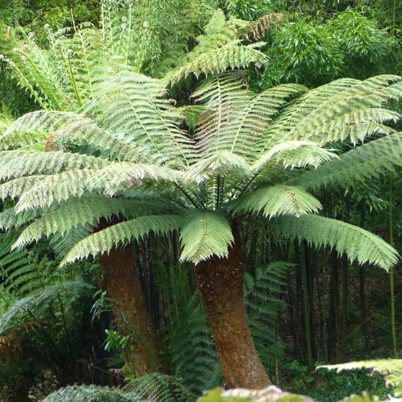 Helecho arborescente de Tasmania - Semillas