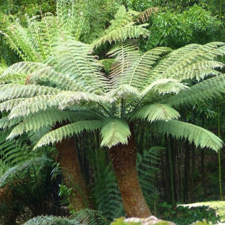 Helecho arborescente de Tasmania - Semillas