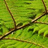 Helecho arborescente de Tasmania - Semillas