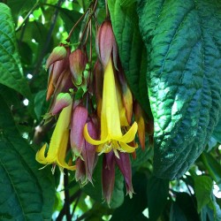 Deppea splendens - Semillas