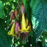 Deppea splendens - Semillas