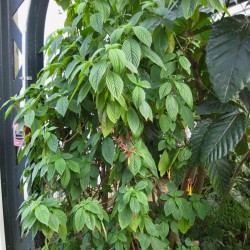 Deppea splendens - Semillas