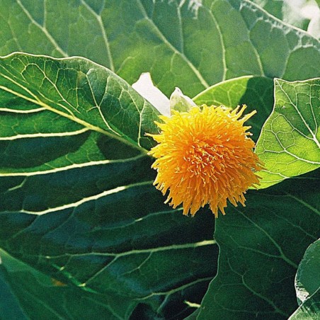 Dendroseris litoral - Semillas