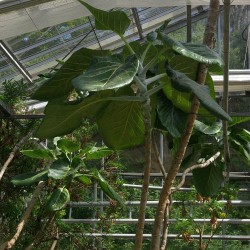 Dendroseris litoralis - Semillas