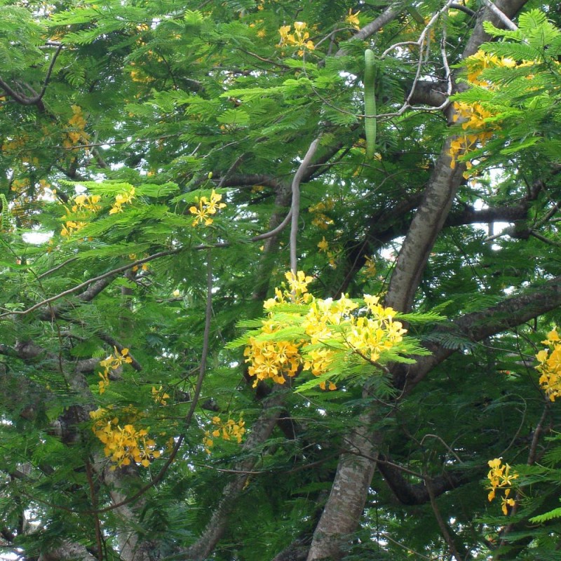 Flamboyán amarillo - Semillas