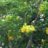 Flamboyán amarillo - Semillas
