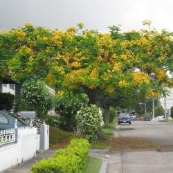 Flamboyán amarillo - Semillas