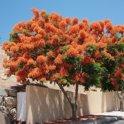 Flamboyán naranja - Semillas