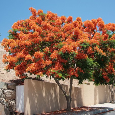 Flamboyán naranja - Semillas