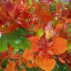 Flamboyán naranja - Semillas