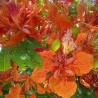 Flamboyán naranja - Semillas