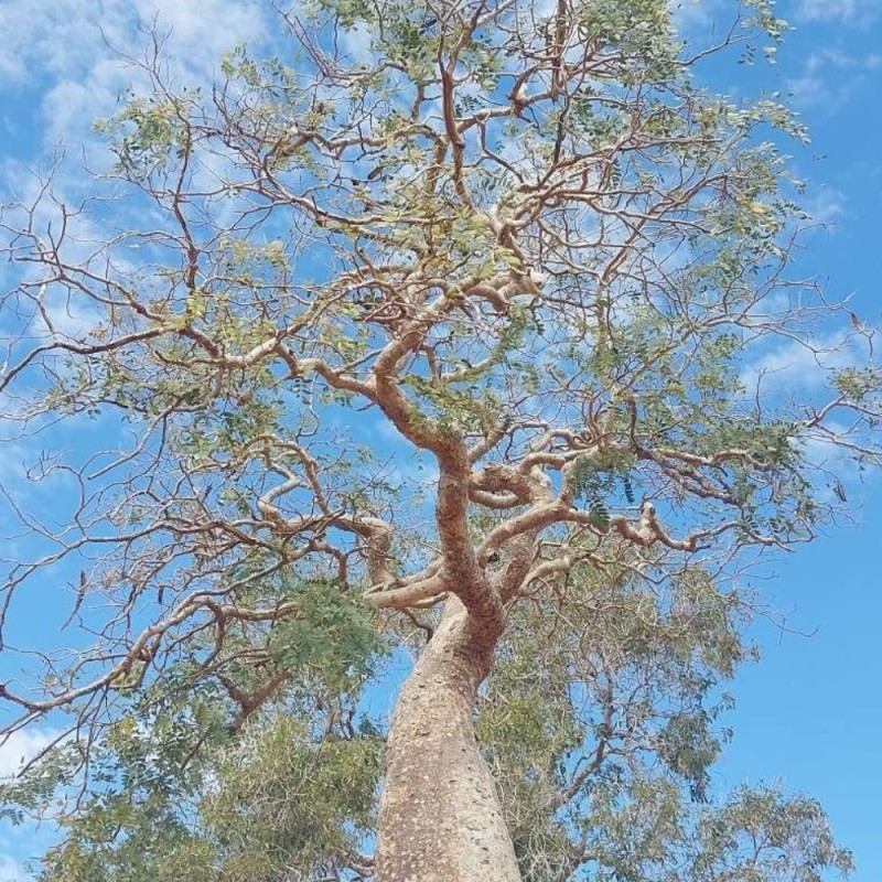 Delonix decaryi - Semillas