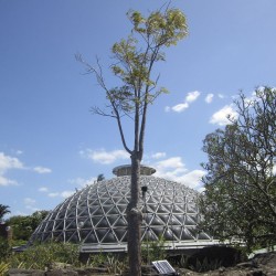 Delonix decaryi - Semillas