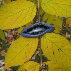 Arbusto de los dedos azules - Semillas