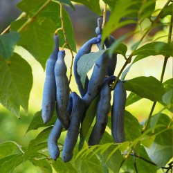 Arbusto de los dedos azules - Semillas