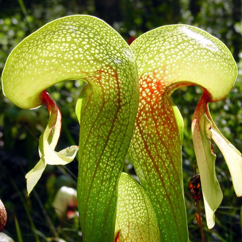 Planta cobra - Semillas