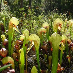 Planta cobra - Semillas