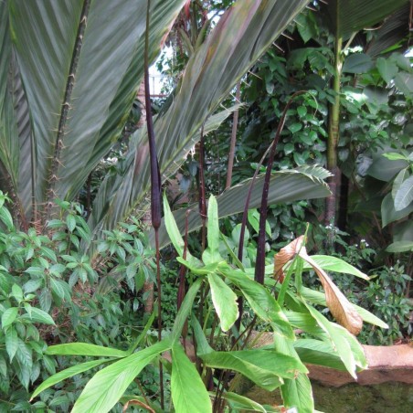 Taro gigante - Semillas