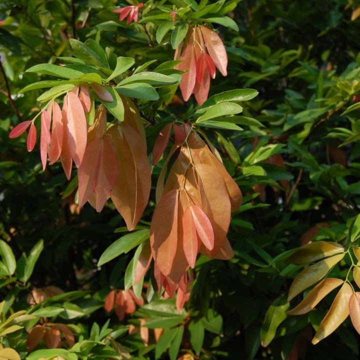 Árbol del racimo - Semillas
