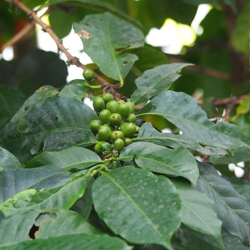 Café robusta - Semillas