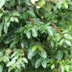 Café robusta - Semillas