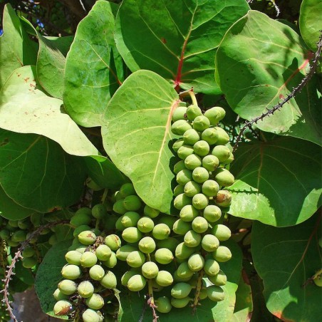 Uva de playa - Semillas