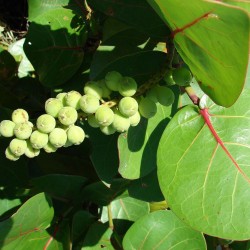 Uva de playa - Semillas